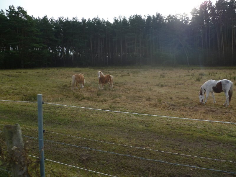 CTF Celle Abschildern Mirco 979